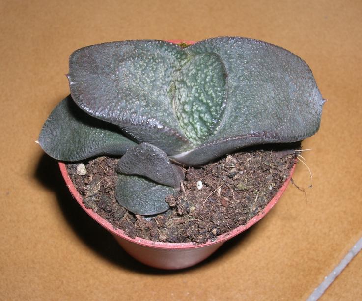 Gasteria nitida v. armstrongii 