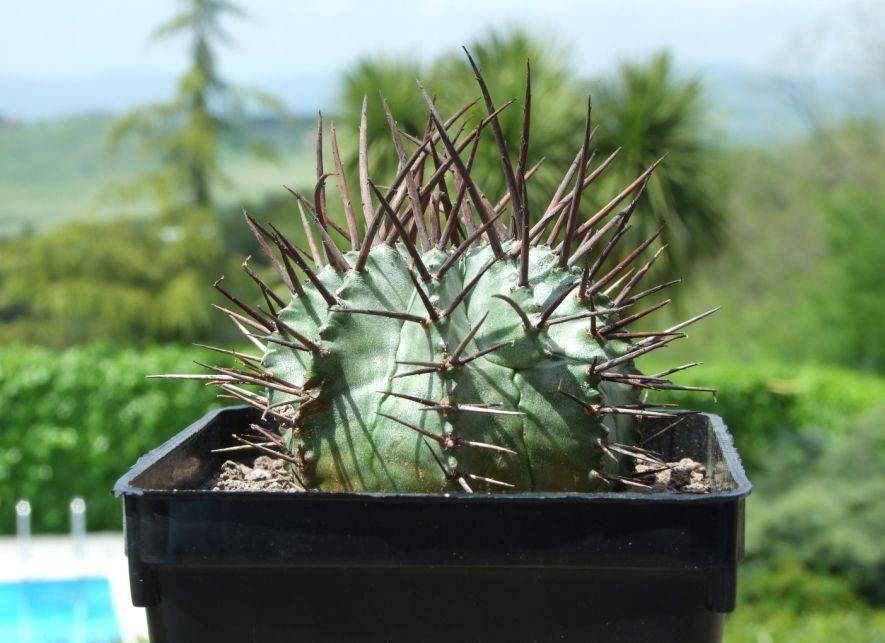 Euphorbia horrida 