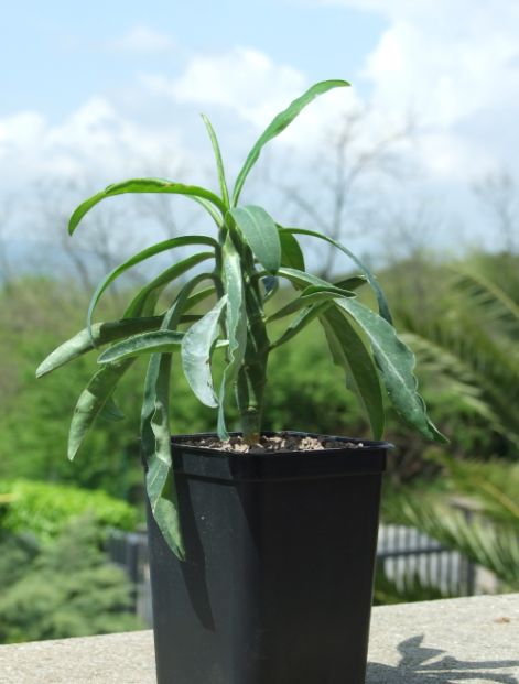 Euphorbia bubalina 