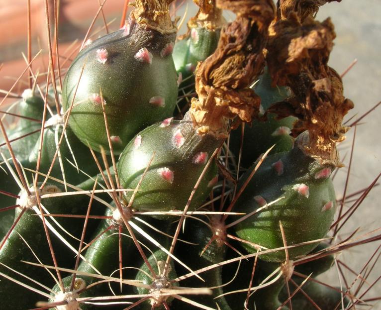 Ferocactus hamatacanthus  