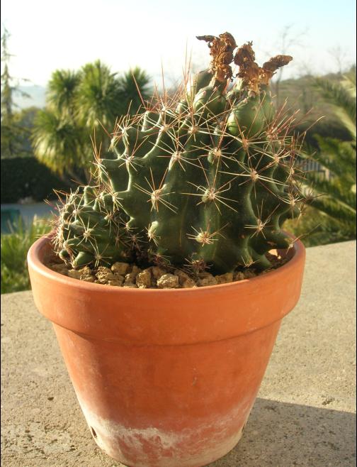 Ferocactus hamatacanthus  