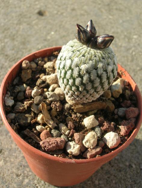 Turbinicarpus pseudopectinatus 