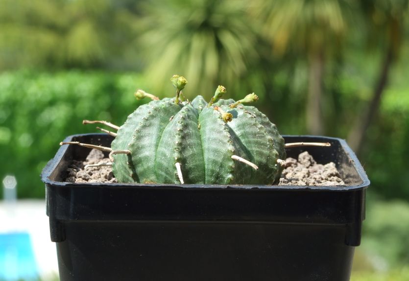 Euphorbia meloformis 