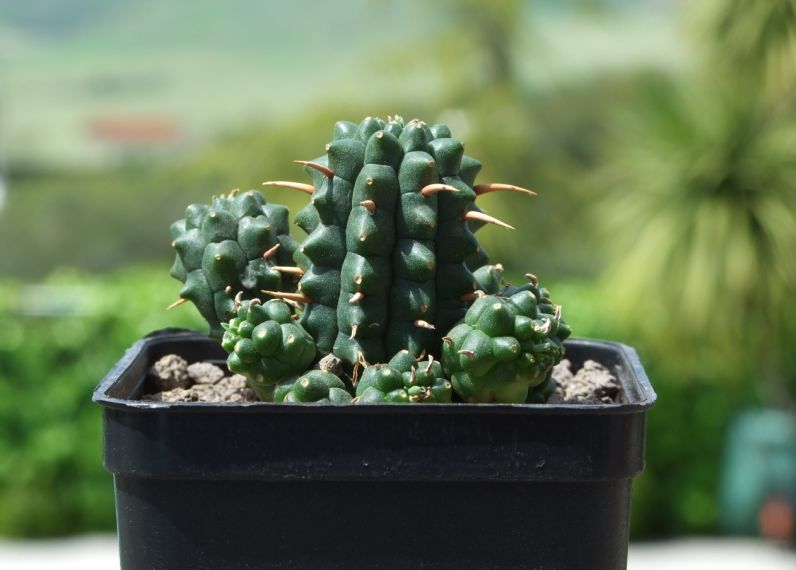Euphorbia  
