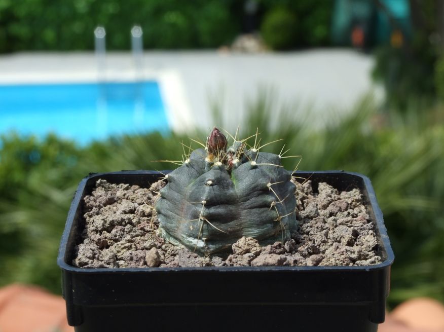 Echinocereus  knippelianus 