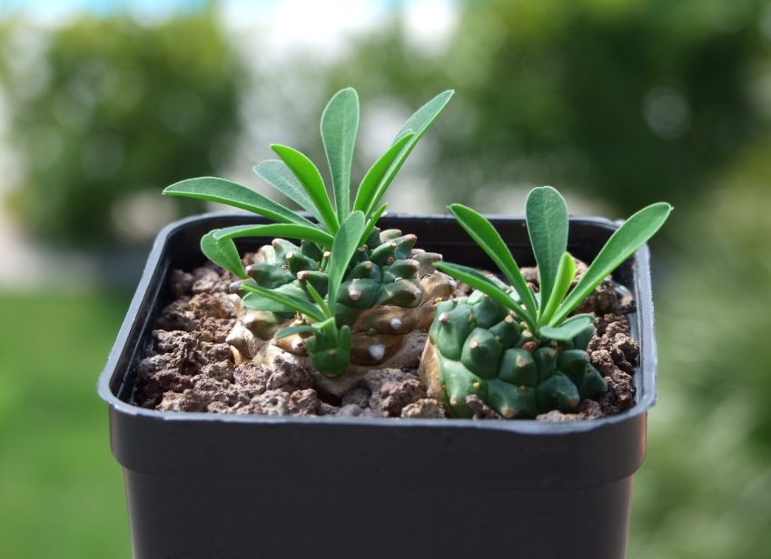 Euphorbia x japonica 