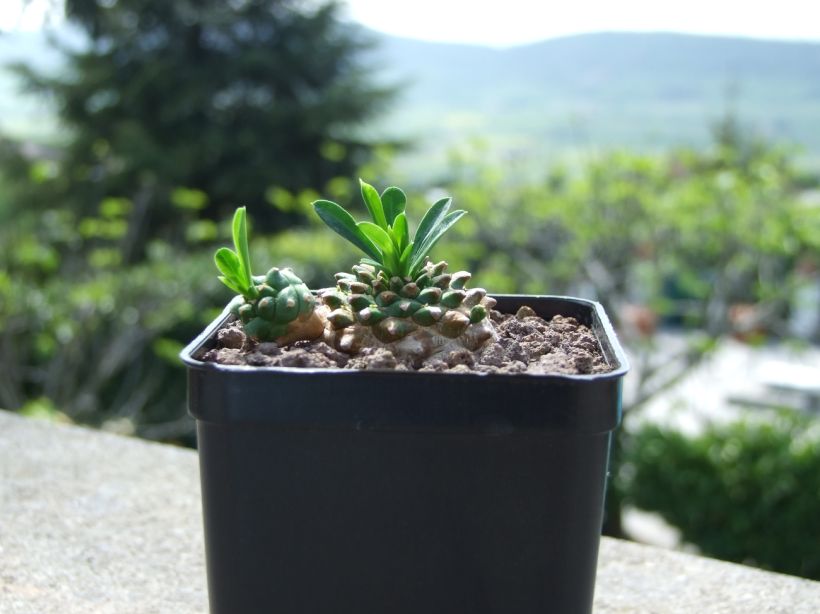 Euphorbia x japonica 