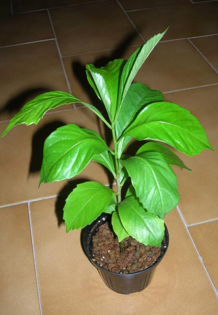 Adansonia digitata 