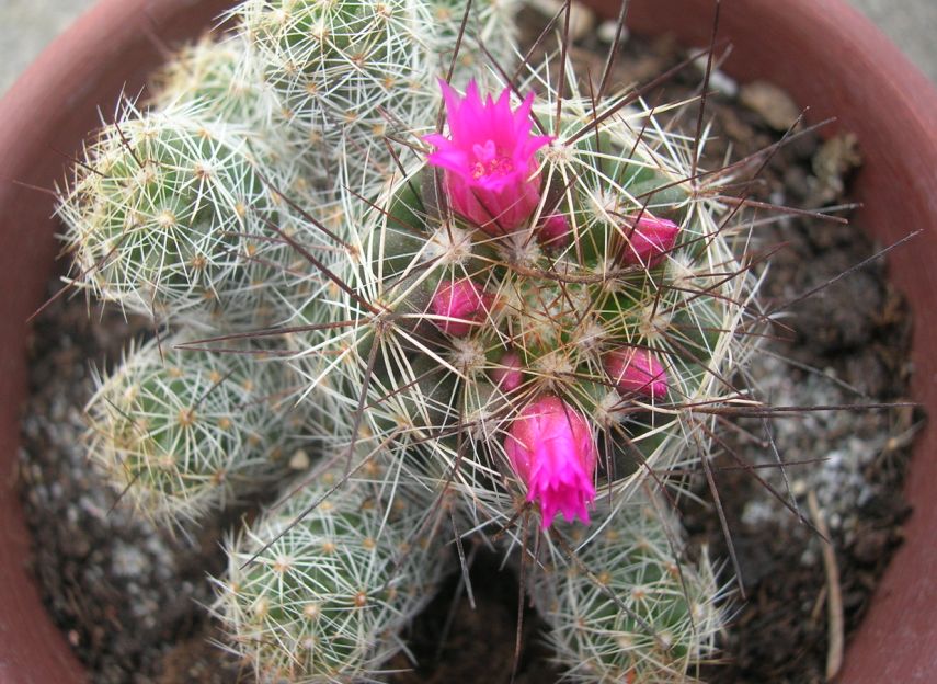 Mammillaria  