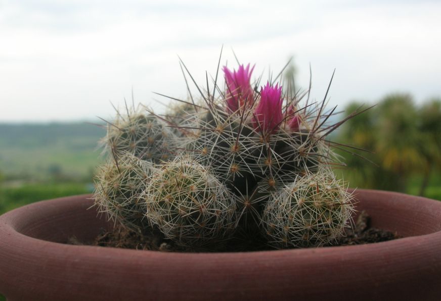 Mammillaria  