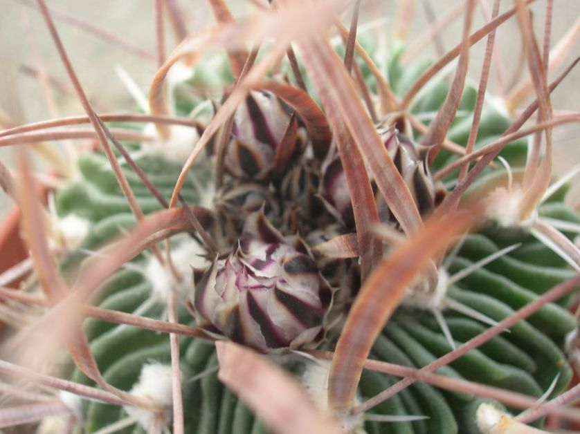 Stenocactus  