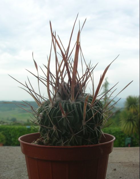 Stenocactus  