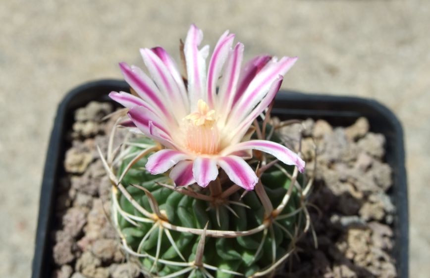 echinofossulocactus  