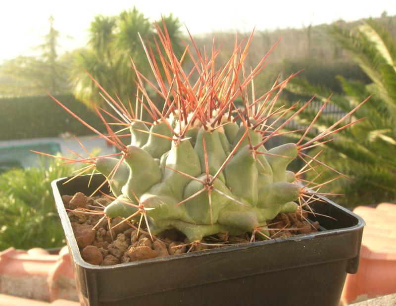 Thelocactus rinconensis 