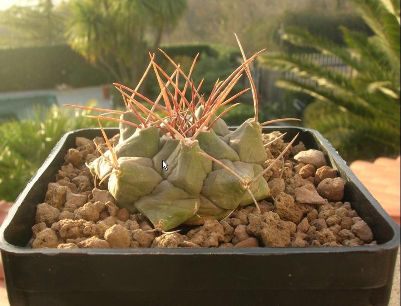 Thelocactus multicephalus 