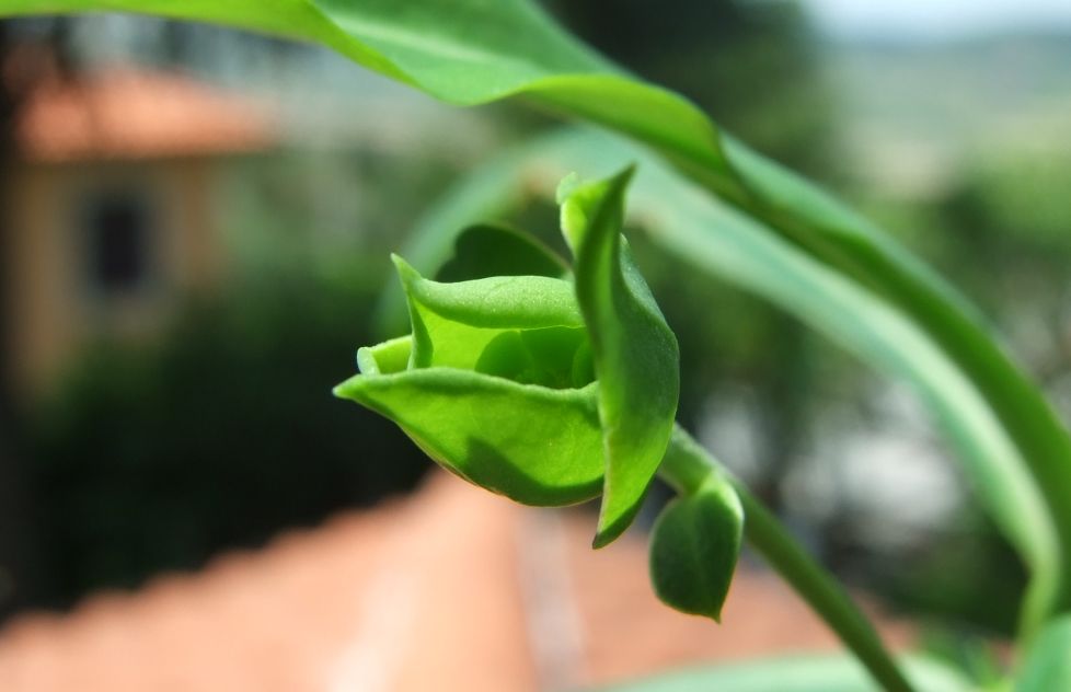 Euphorbia bubalina 