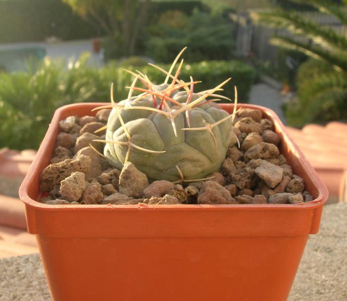 Thelocactus hexaedrophorus 