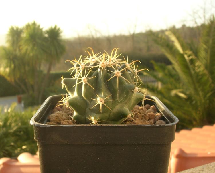 Ferocactus  