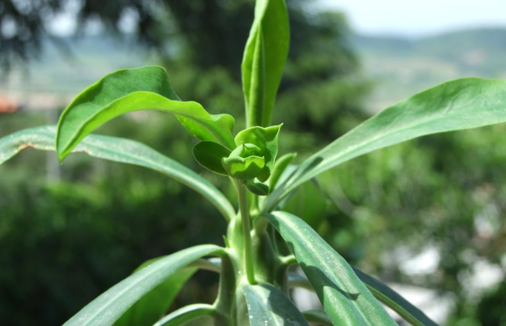 Euphorbia bubalina 