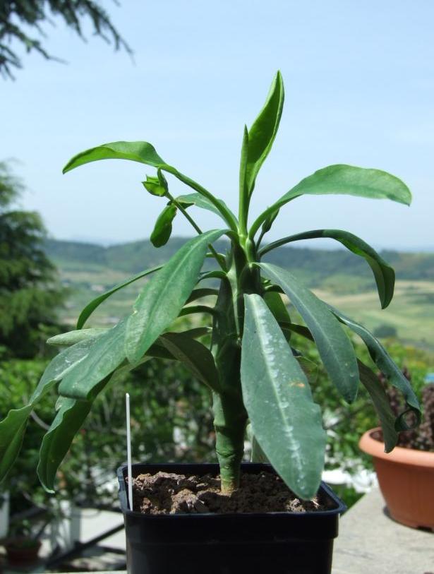 Euphorbia bubalina 