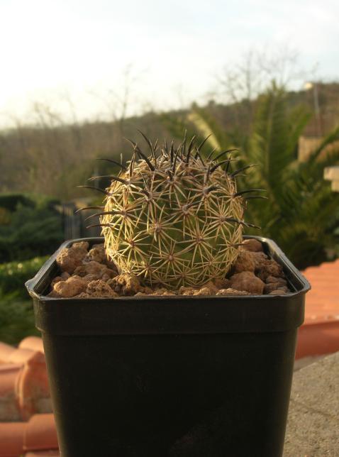 Coryphantha cornifera 