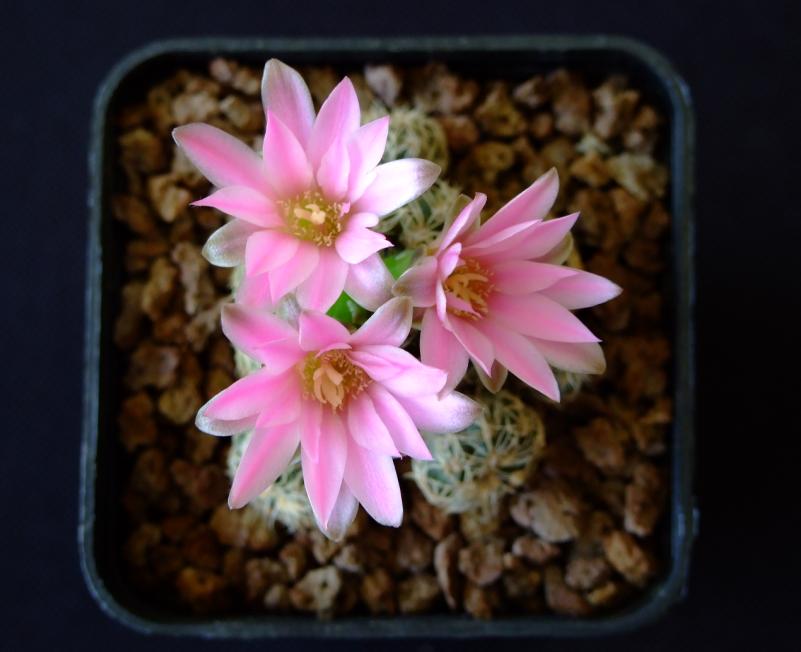 Gymnocalycium bruchii 