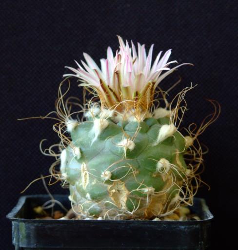 Turbinicarpus pseudomacrochele 