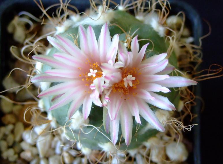 Turbinicarpus pseudomacrochele 