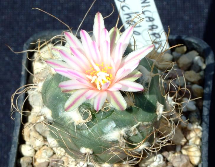 Turbinicarpus pseudomacrochele 