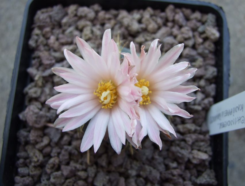 Echinocereus  knippelianus 