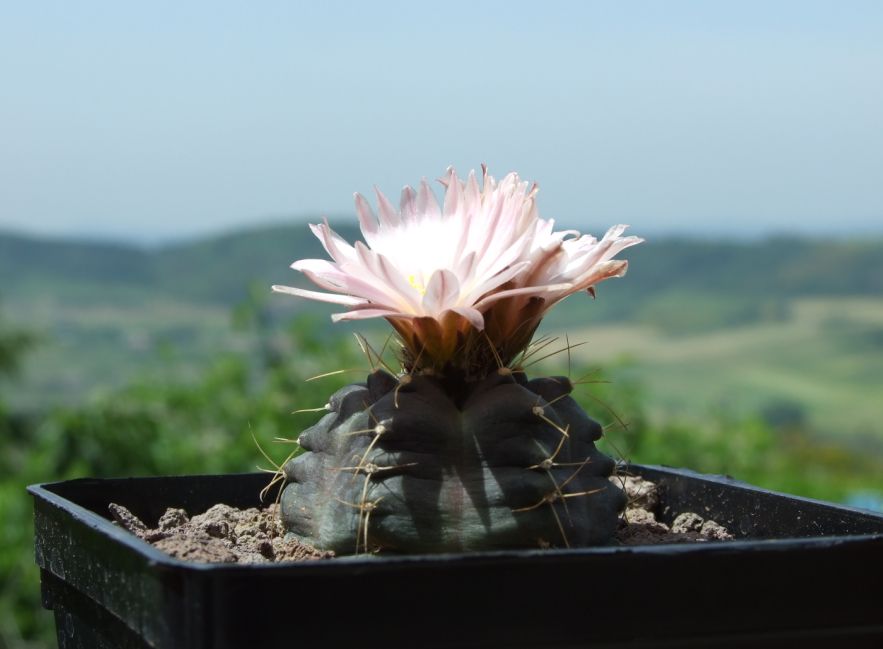 Echinocereus knippelianus 