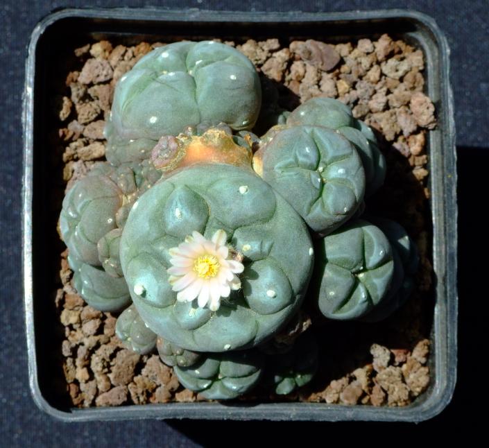 Lophophora williamsii v. caespitosa 