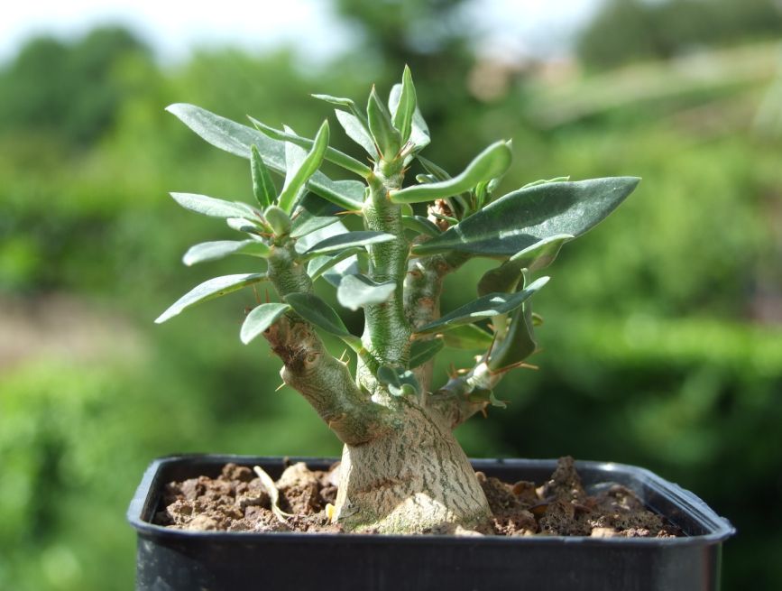 Pachypodium bispinosum 