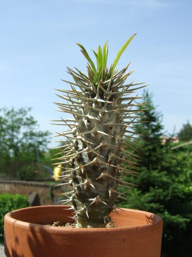 Pachypodium lamerei 