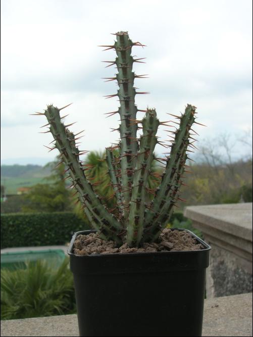 Euphorbia aeruginosa 