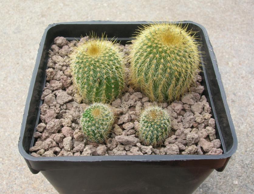 Parodia leninghausii 