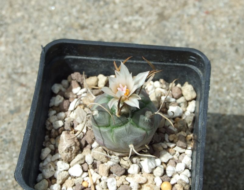 Turbinicarpus schmiedickeanus ssp. macrochele 