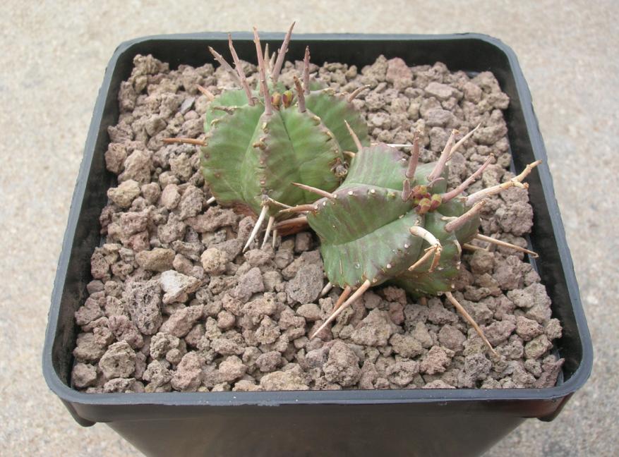 Euphorbia meloformis x pillansii 