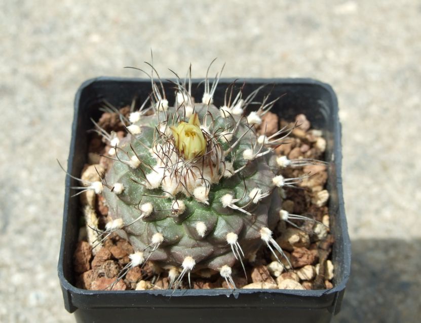 Turbinicarpus laui 