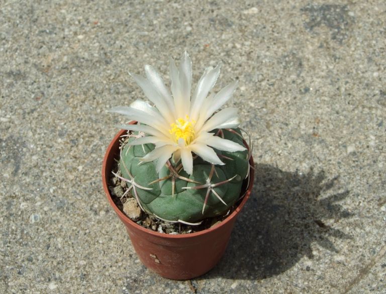 Thelocactus hexaedrophorus 