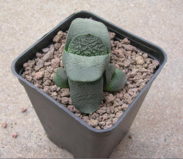 Gasteria nitida v. armstrongii 