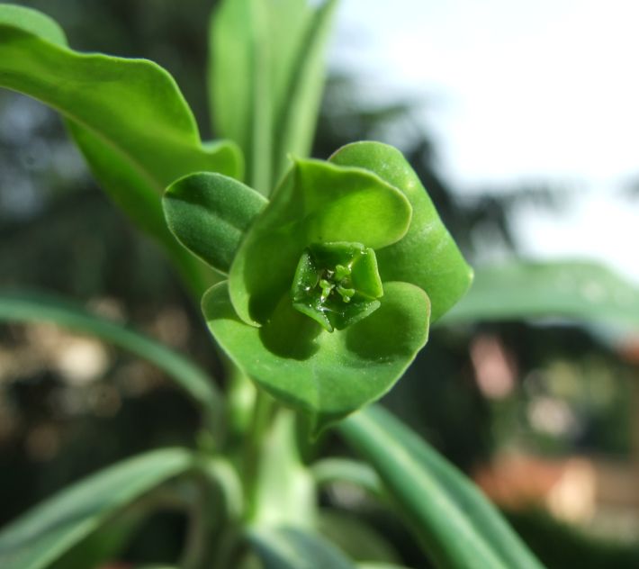 euphorbia bubalina