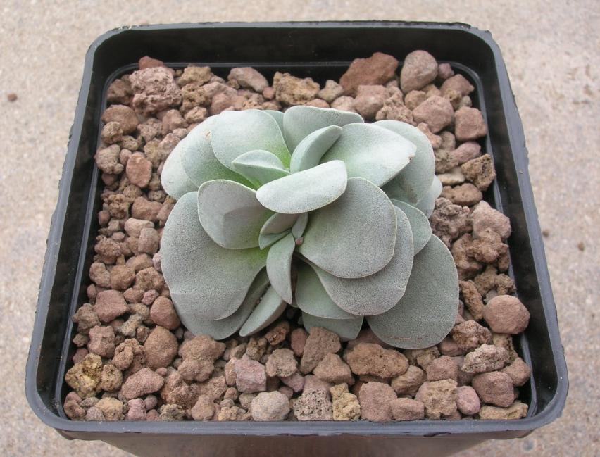 Crassula cv. morgan's beauty 