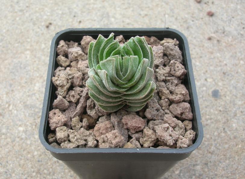 Crassula cv. buddha's temple 