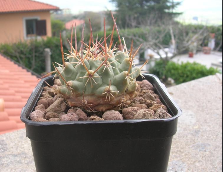 Thelocactus rinconensis 