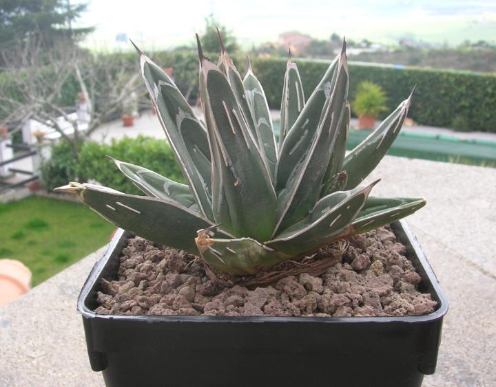 Agave victoriae-reginae 