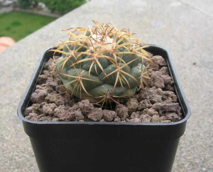 Coryphantha andreae 