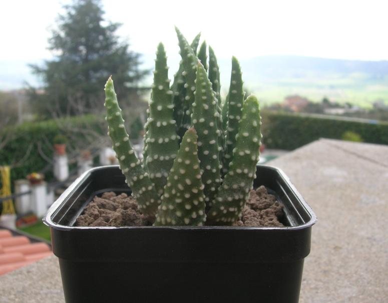 haworthia papillosa