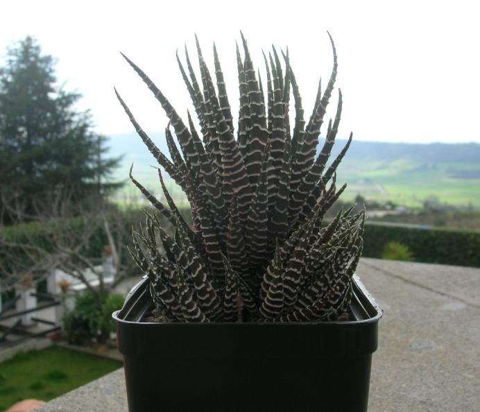 Haworthia  