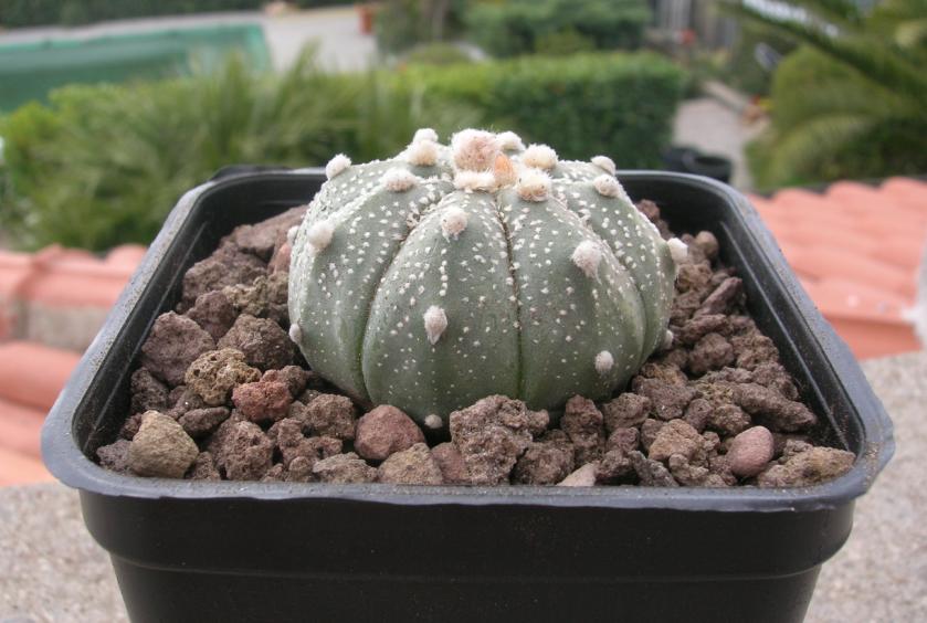 Astrophytum asterias 